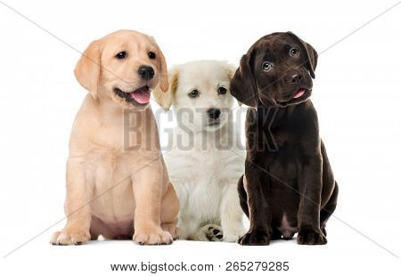 Detail Labrador Retriever Free Nomer 30