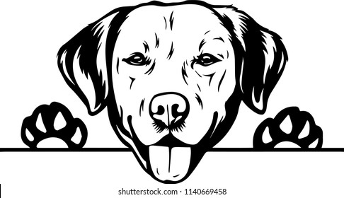 Detail Labrador Retriever Free Nomer 33