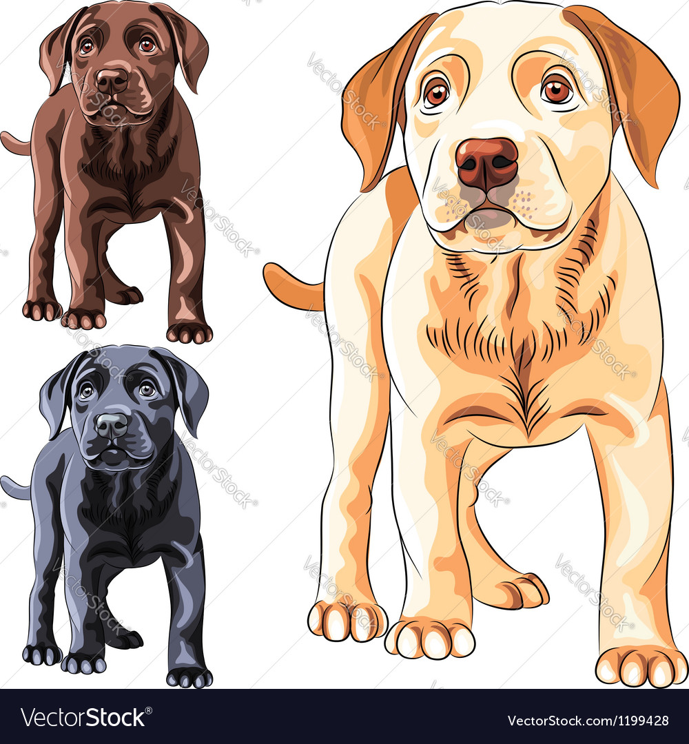 Detail Labrador Retriever Free Nomer 34