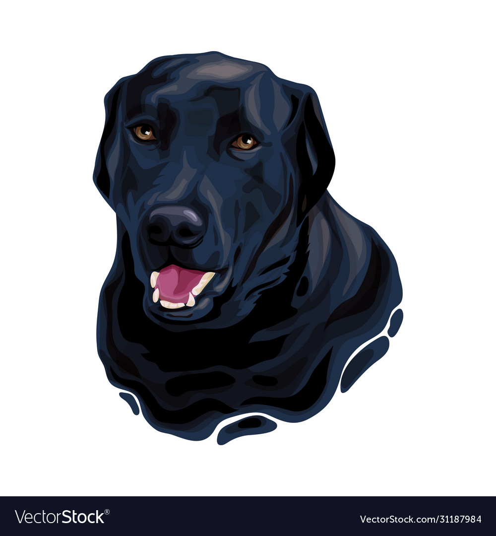 Detail Labrador Retriever Free Nomer 39