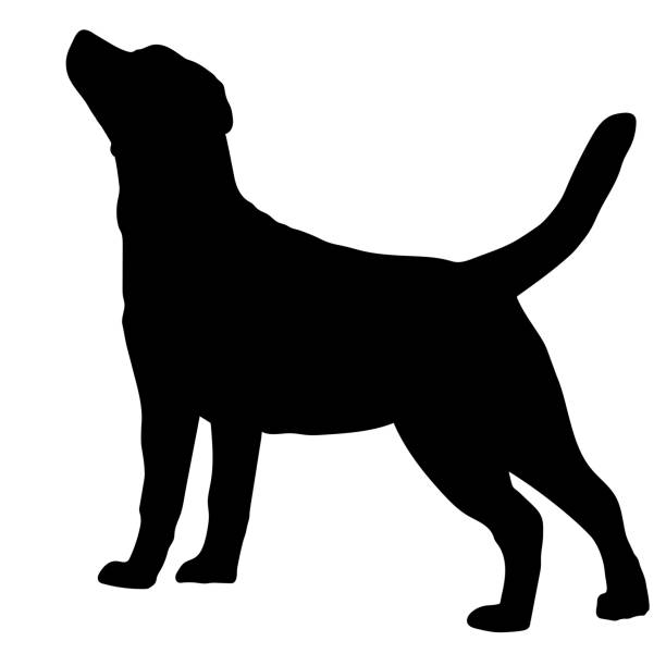 Detail Labrador Retriever Image Nomer 39