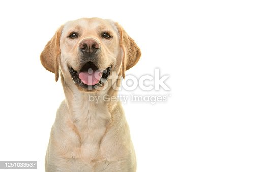 Detail Labrador Retriever Image Nomer 41