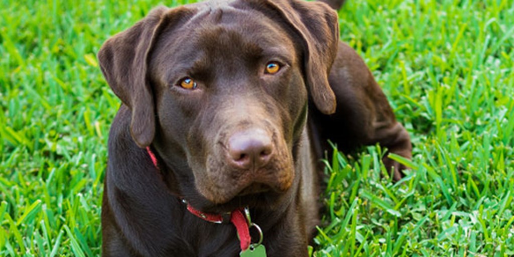 Detail Labrador Retriever Image Nomer 45