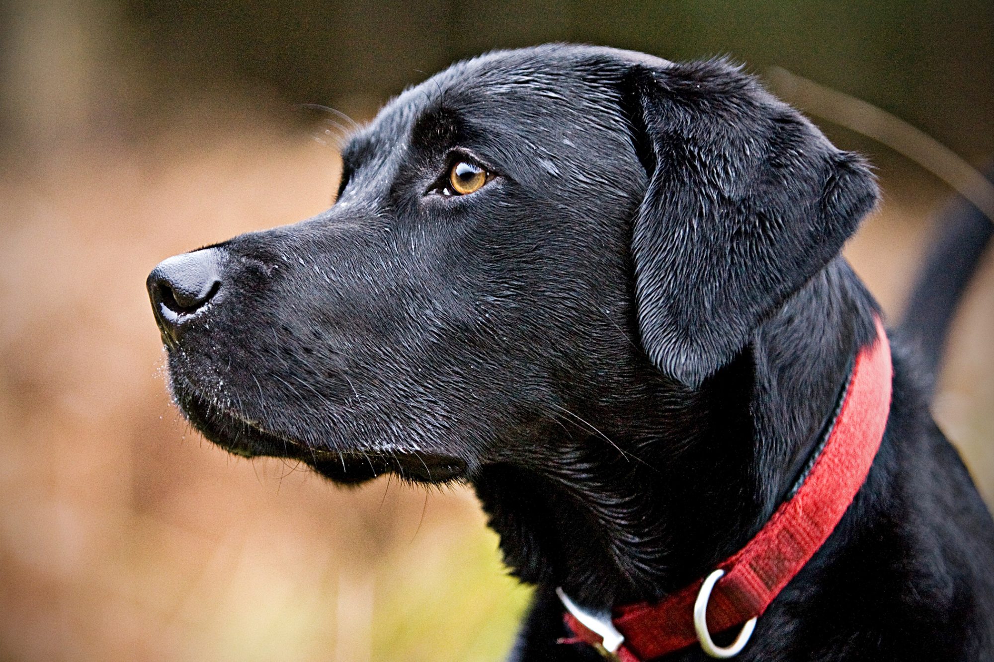 Detail Labrador Retriever Image Nomer 53