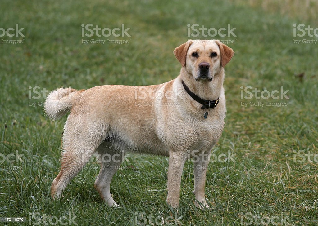 Detail Labrador Retriever Image Nomer 55