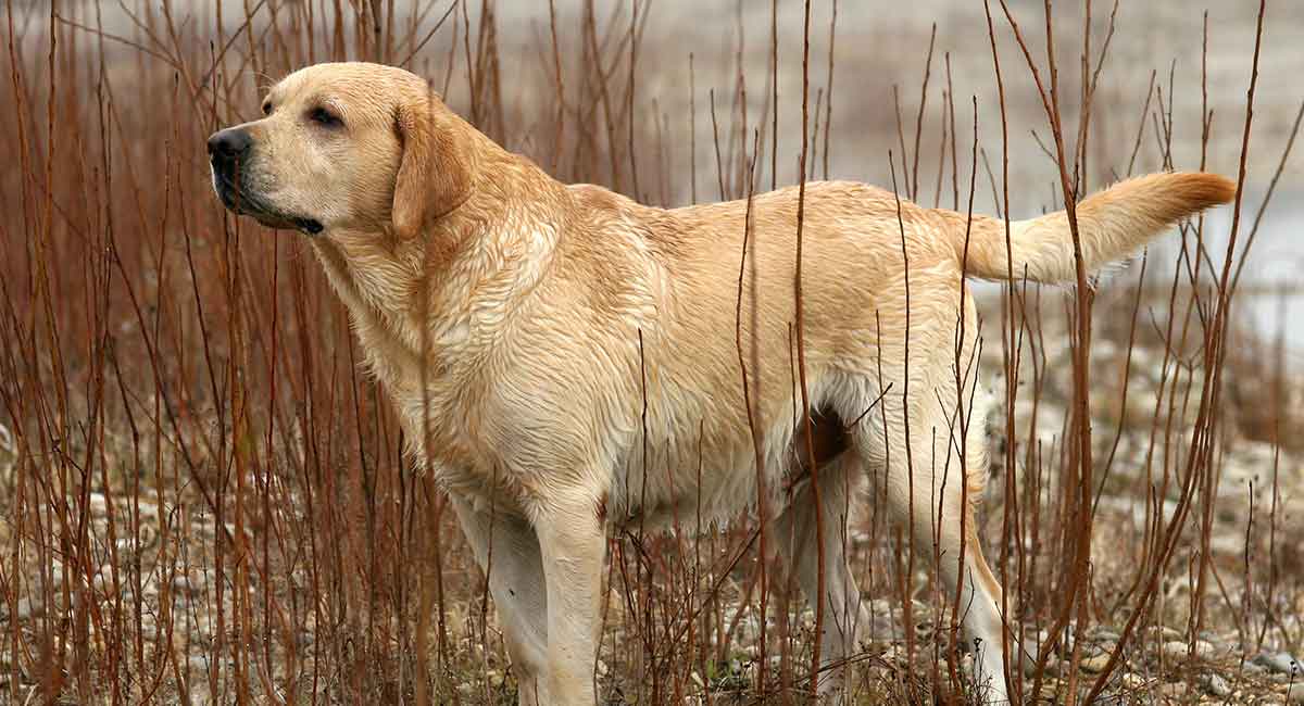 Detail Labrador Retriever Images Nomer 28