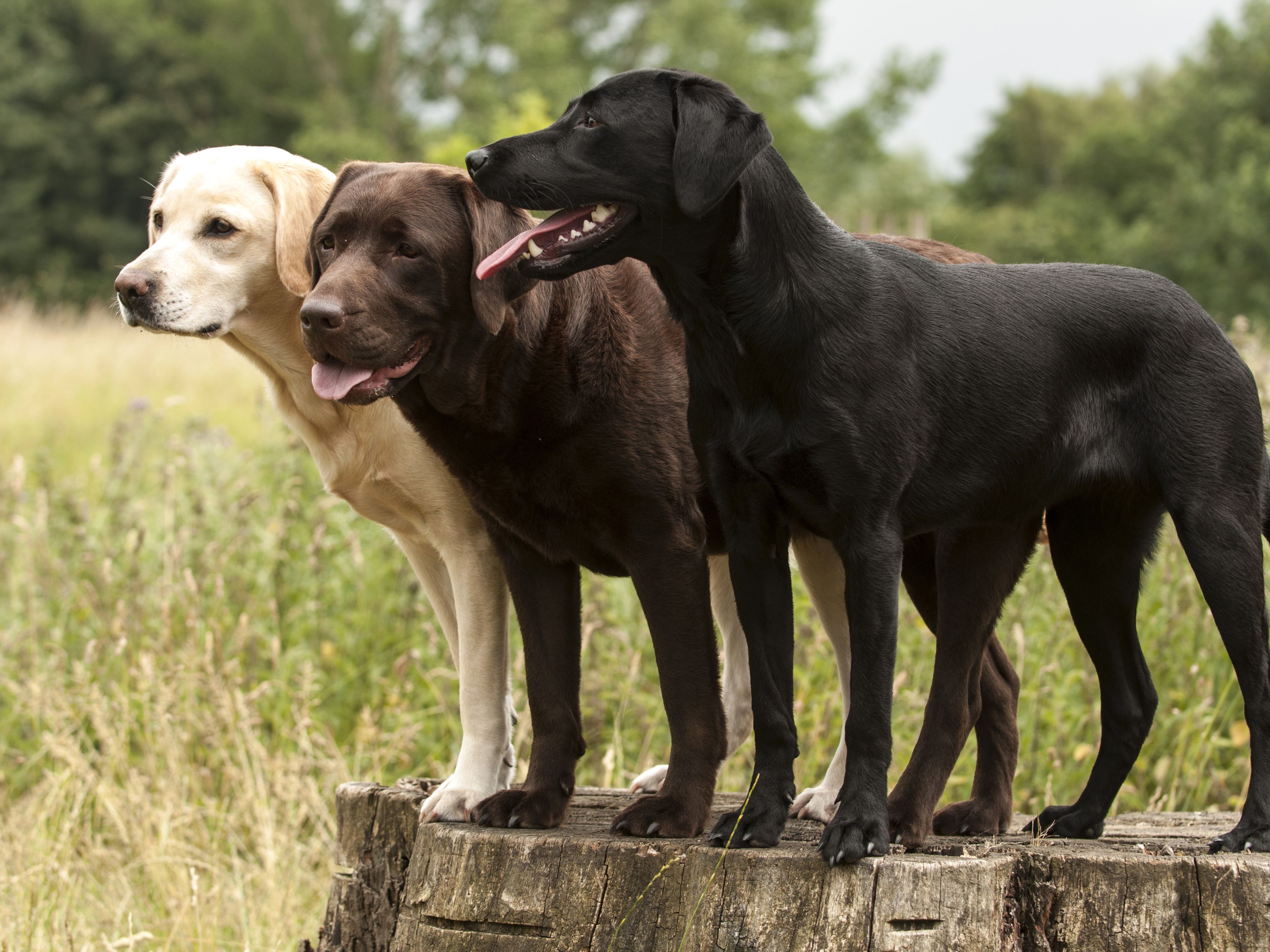 Detail Labrador Retriever Images Nomer 32