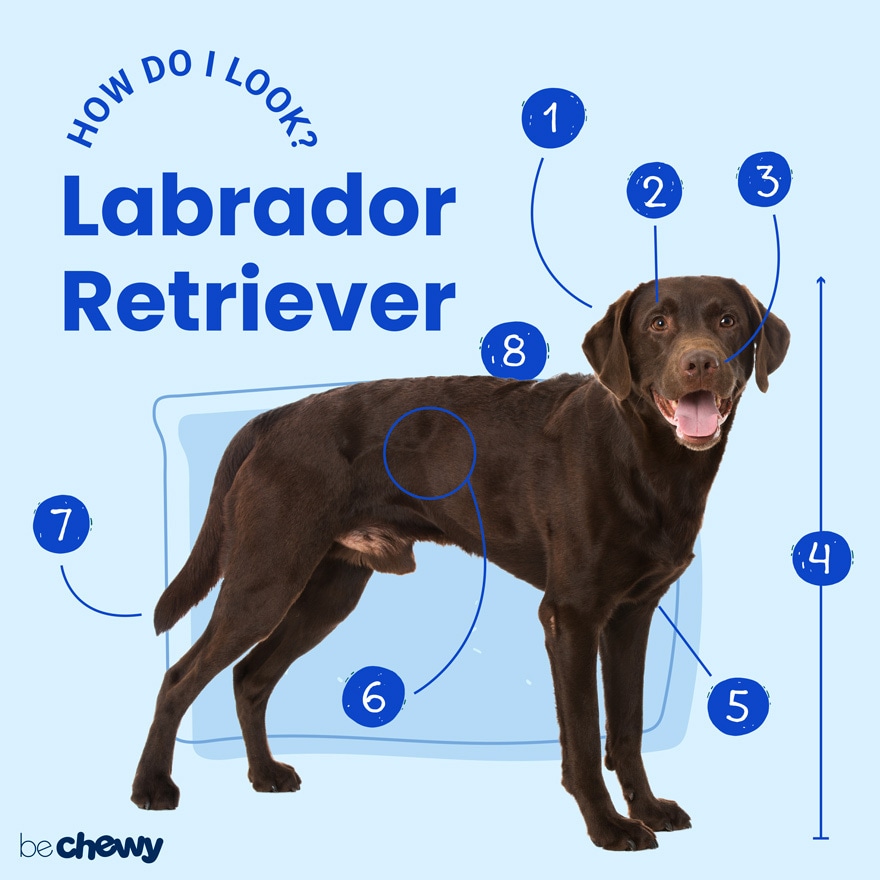 Detail Labrador Retriever Images Nomer 48