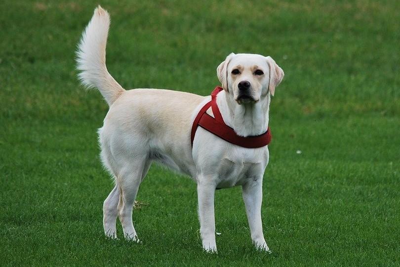 Detail Labrador Retriever Photo Nomer 12