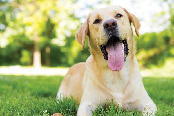 Detail Labrador Retriever Photo Nomer 16