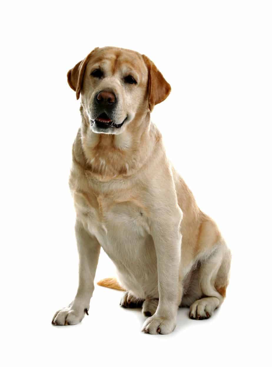 Detail Labrador Retriever Photo Nomer 18