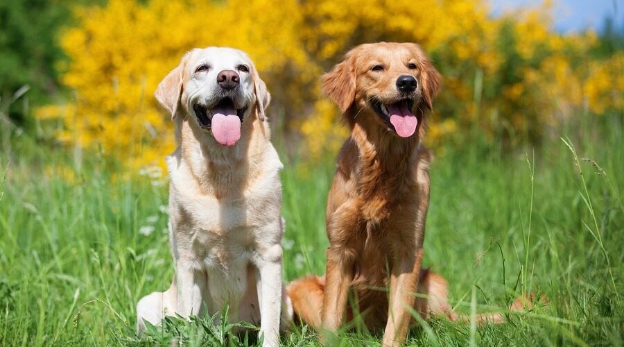 Detail Labrador Retriever Photo Nomer 28