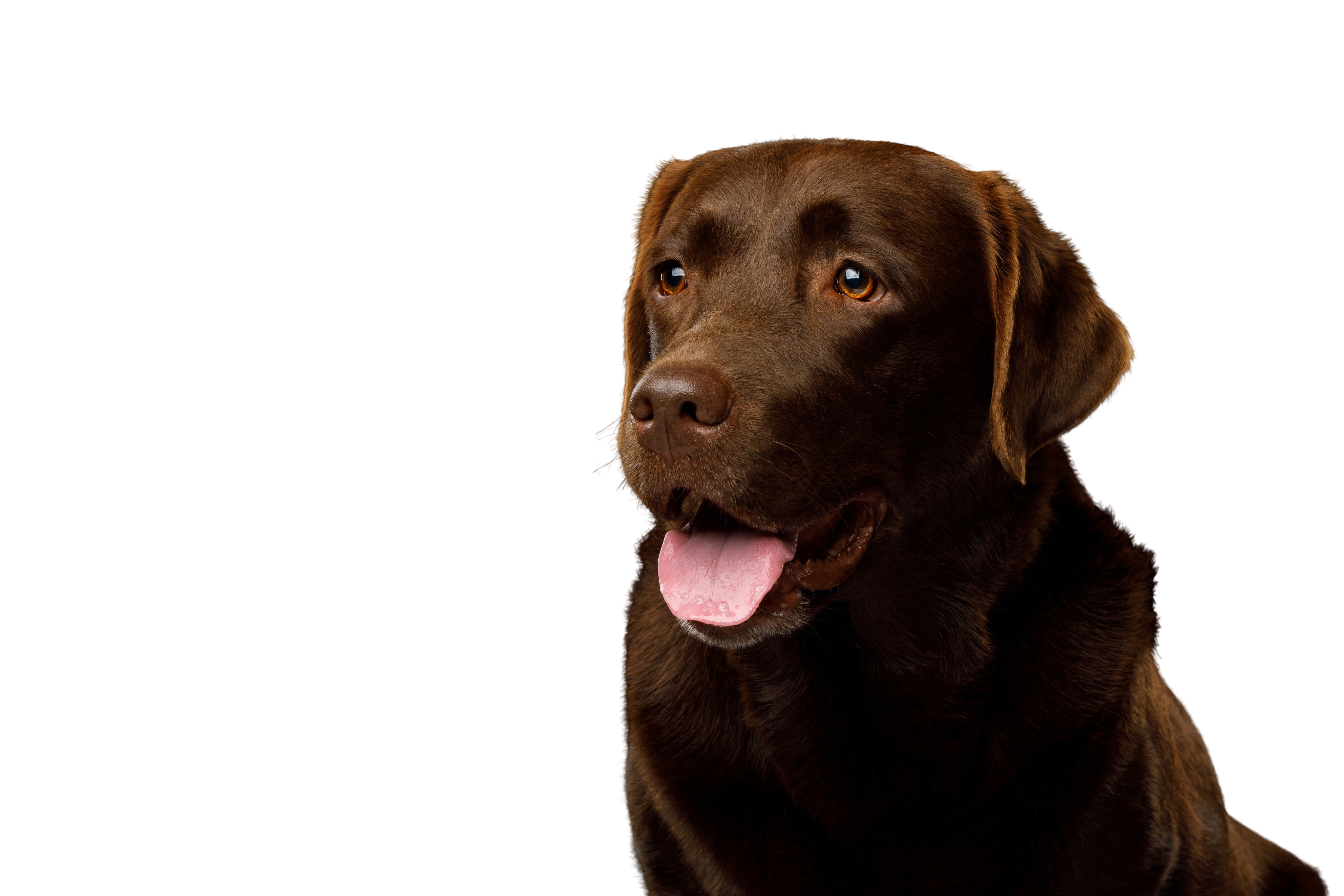 Detail Labrador Retriever Photo Nomer 35