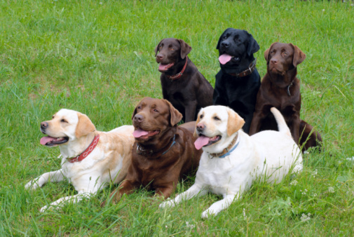 Detail Labrador Retriever Photo Nomer 36