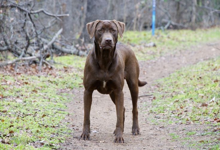 Detail Labrador Retriever Photo Nomer 41