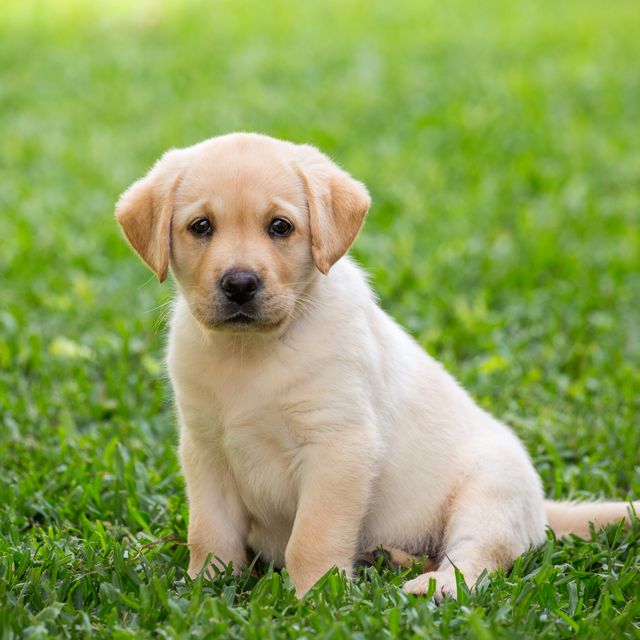 Detail Labrador Retriever Photo Nomer 43