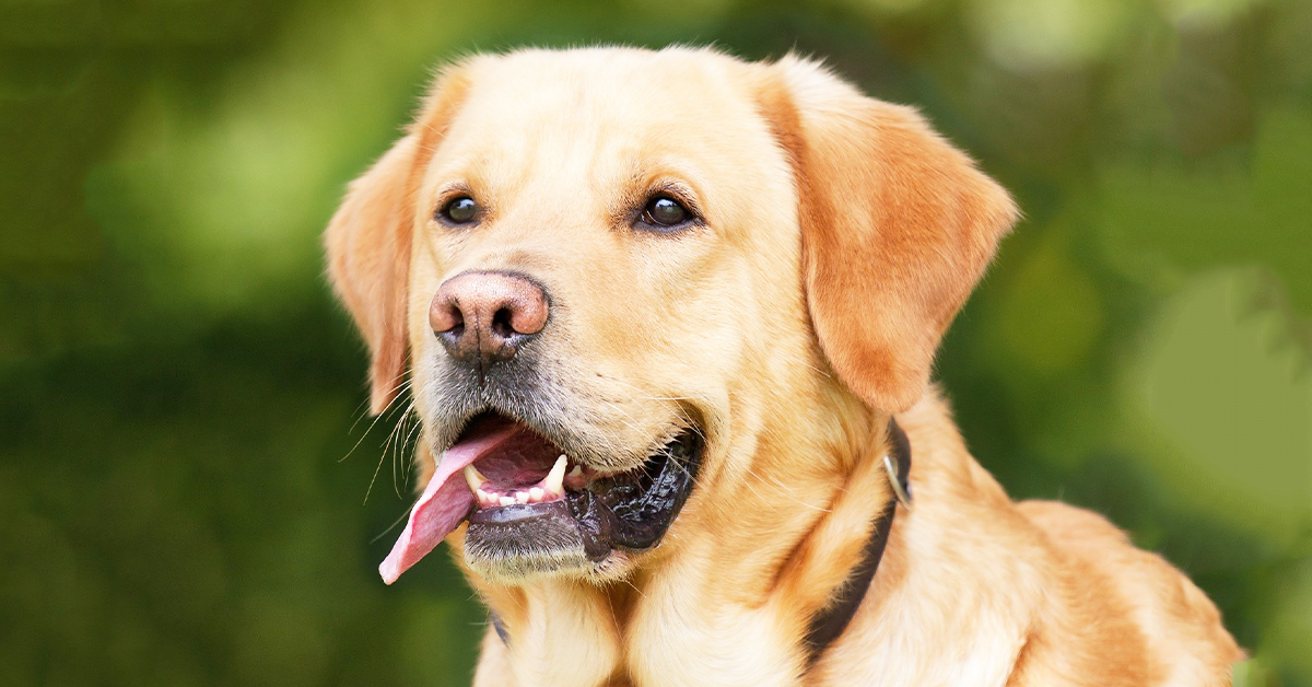 Detail Labrador Retriever Photo Nomer 8