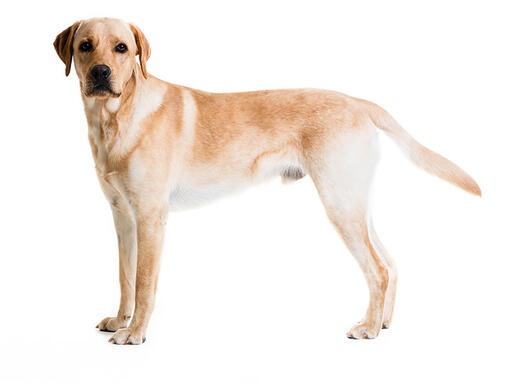 Detail Labrador Retriever Photo Nomer 9