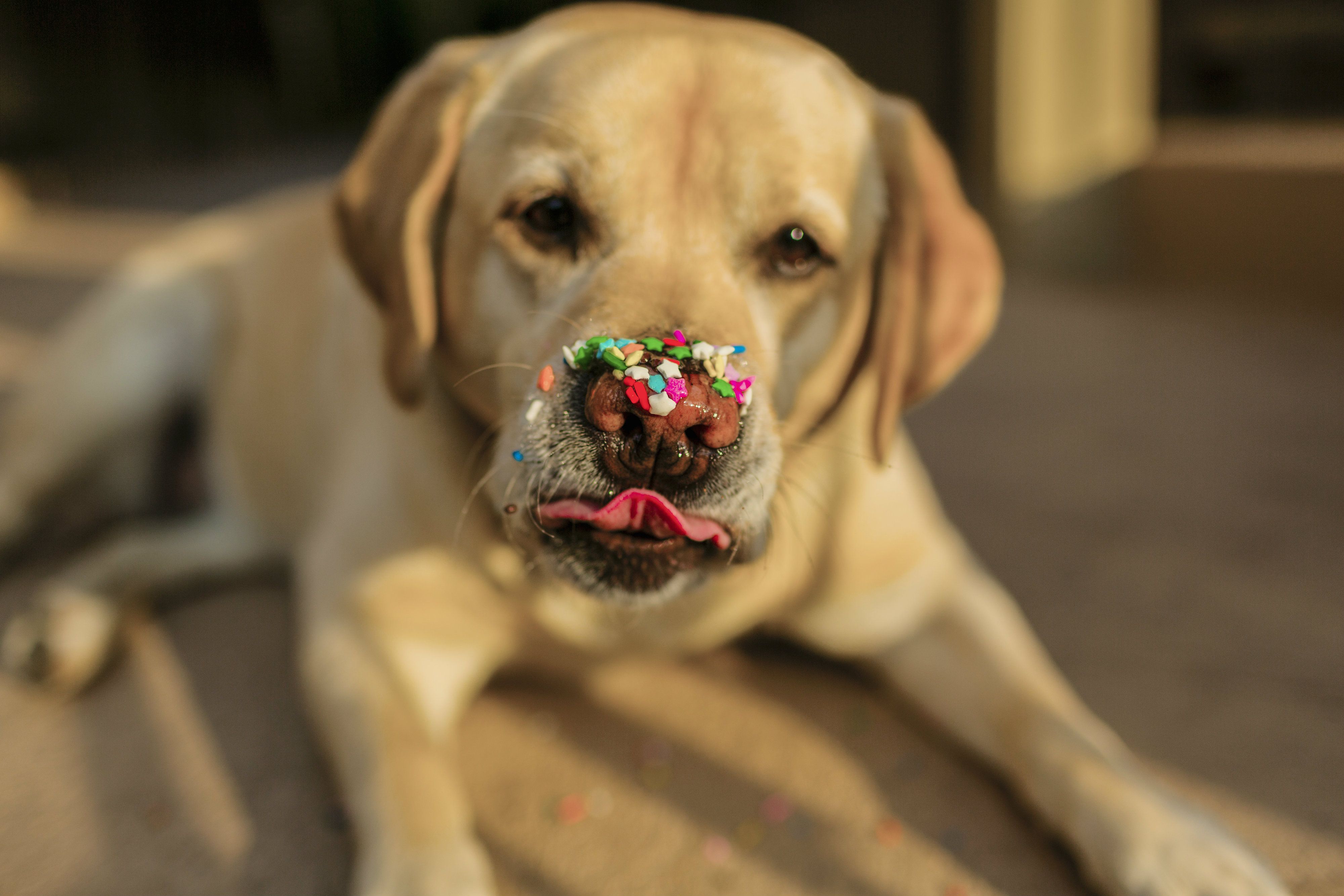 Detail Labrador Retriever Picture Nomer 25
