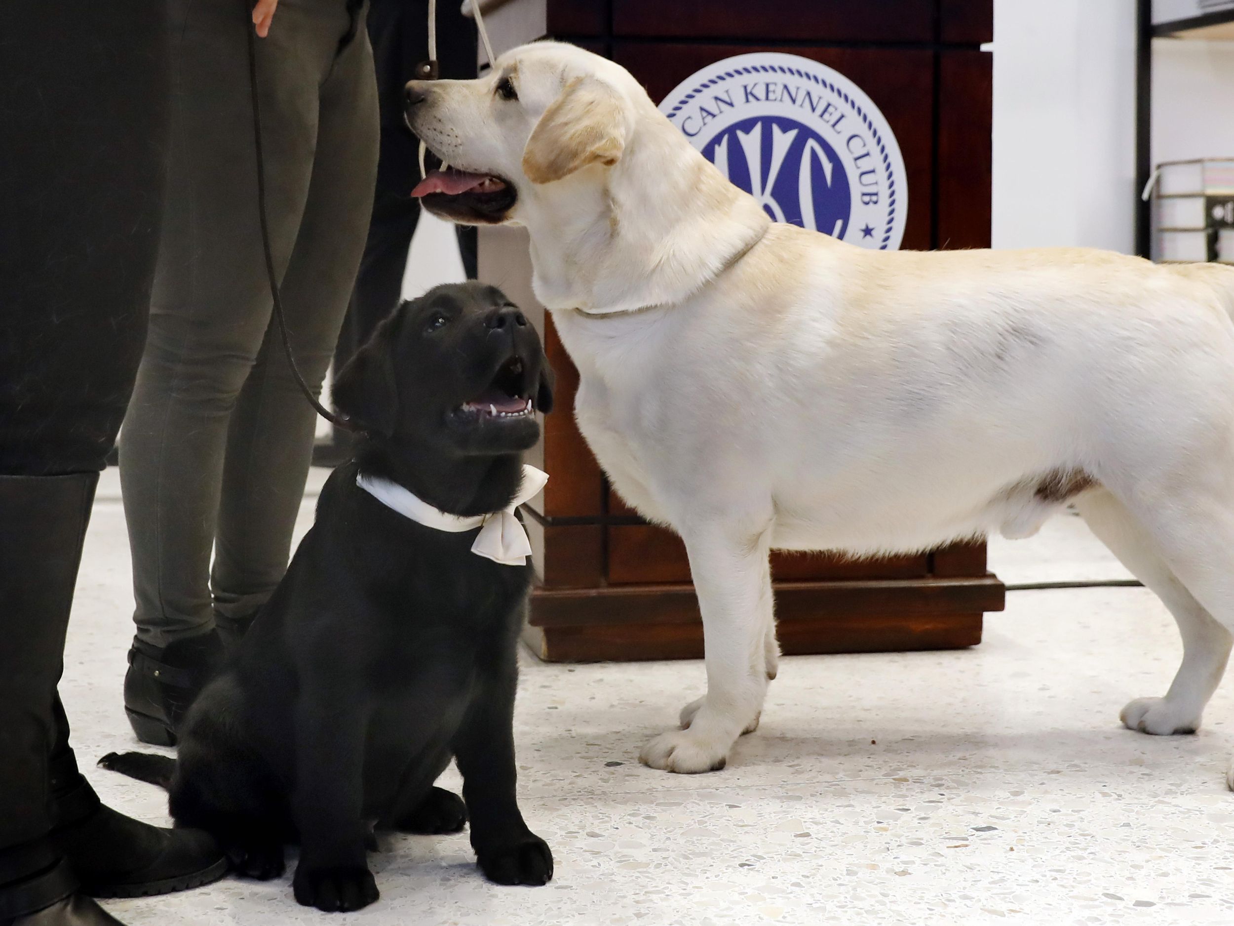 Detail Labrador Retriever Picture Nomer 33