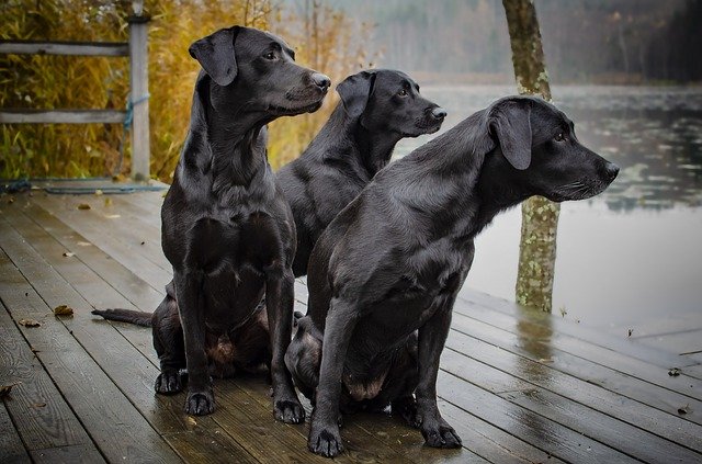 Detail Labrador Retriever Picture Nomer 35