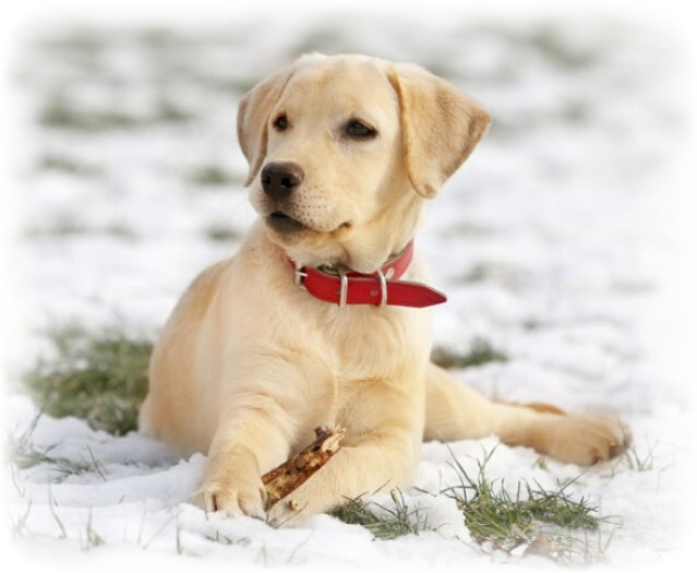 Detail Labrador Retriever Picture Nomer 36