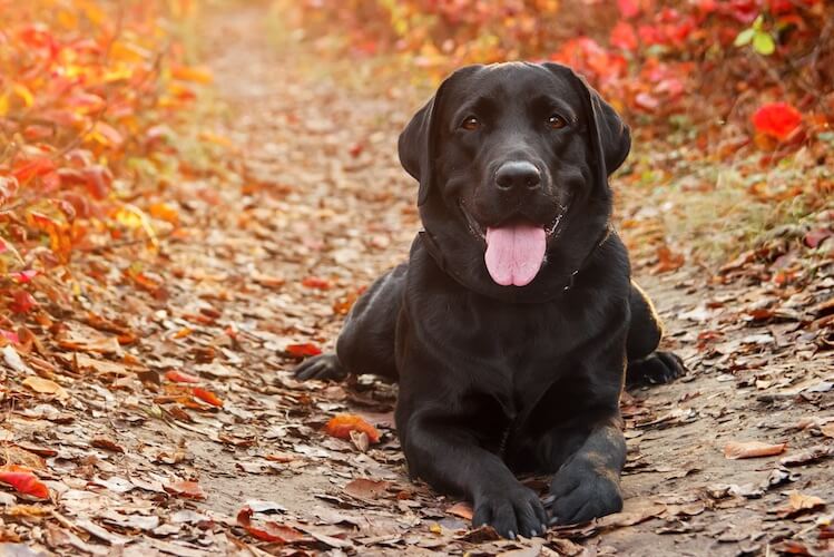 Detail Labrador Retriever Picture Nomer 37