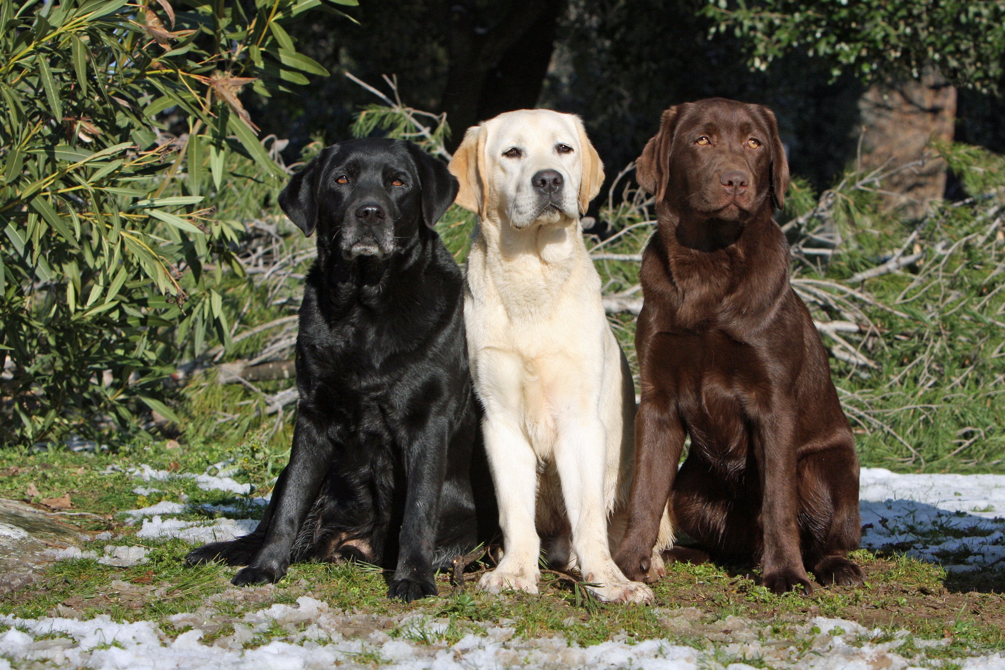 Detail Labrador Retriever Picture Nomer 38
