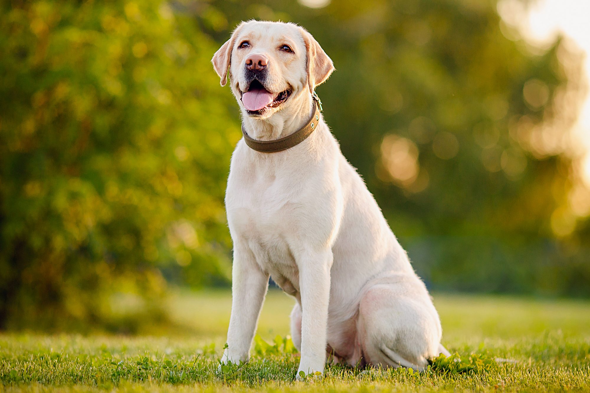 Detail Labrador Retriever Picture Nomer 5