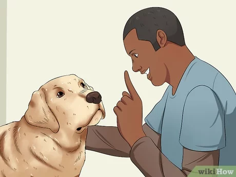 Detail Labrador Retriever Picture Nomer 40