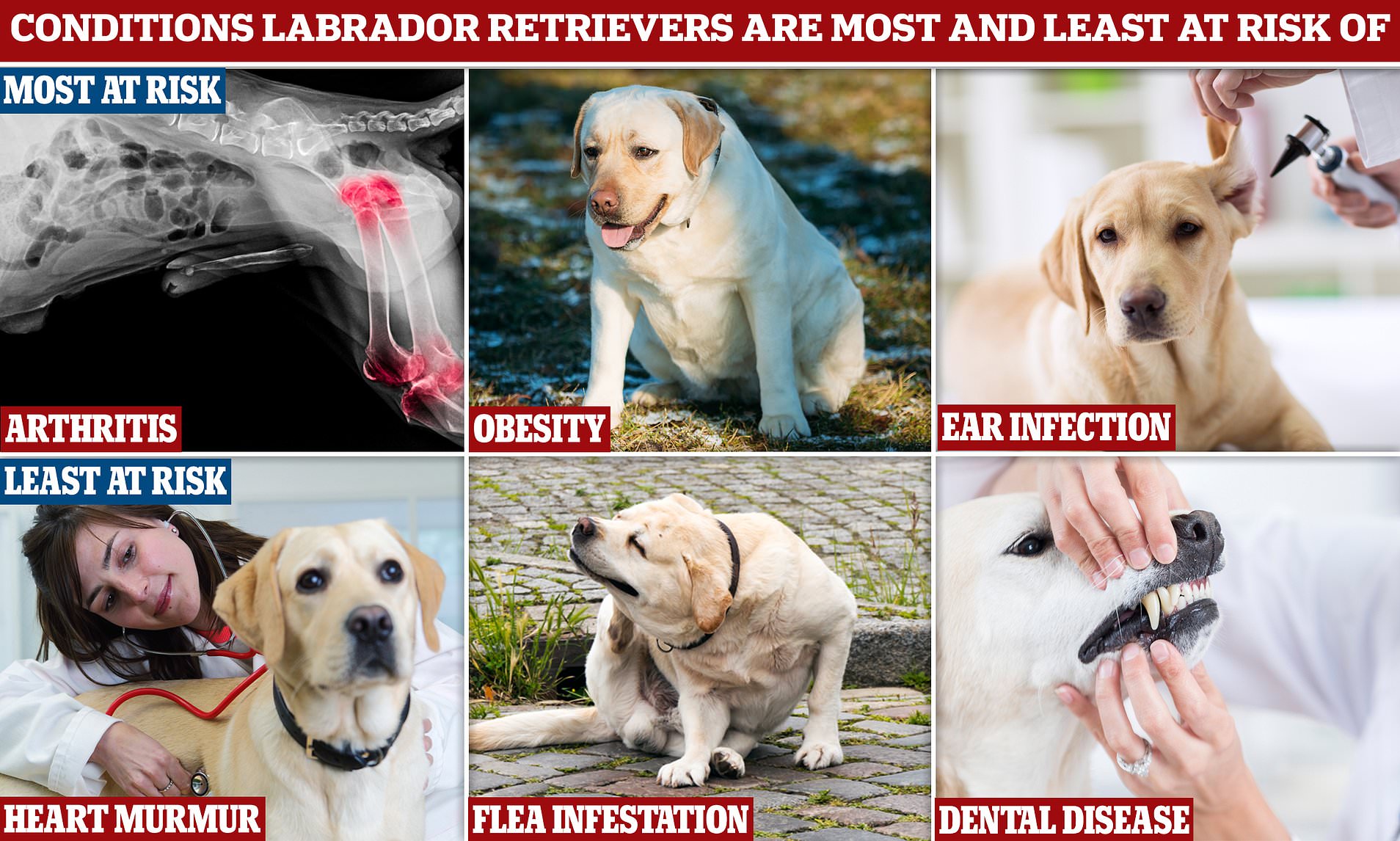 Detail Labrador Retriever Picture Nomer 49