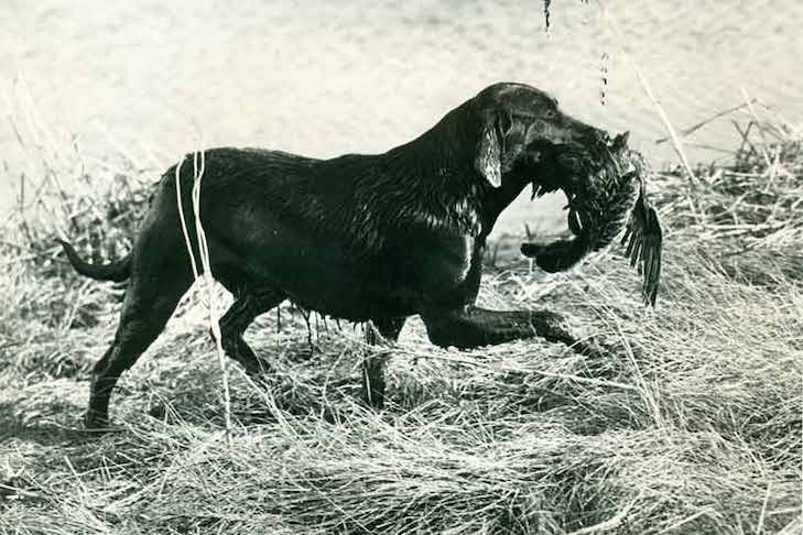 Detail Labrador Retriever Picture Nomer 50