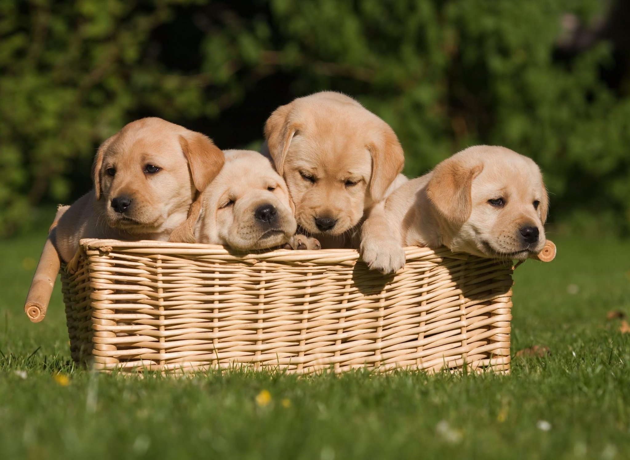 Detail Labrador Retriever Picture Nomer 52
