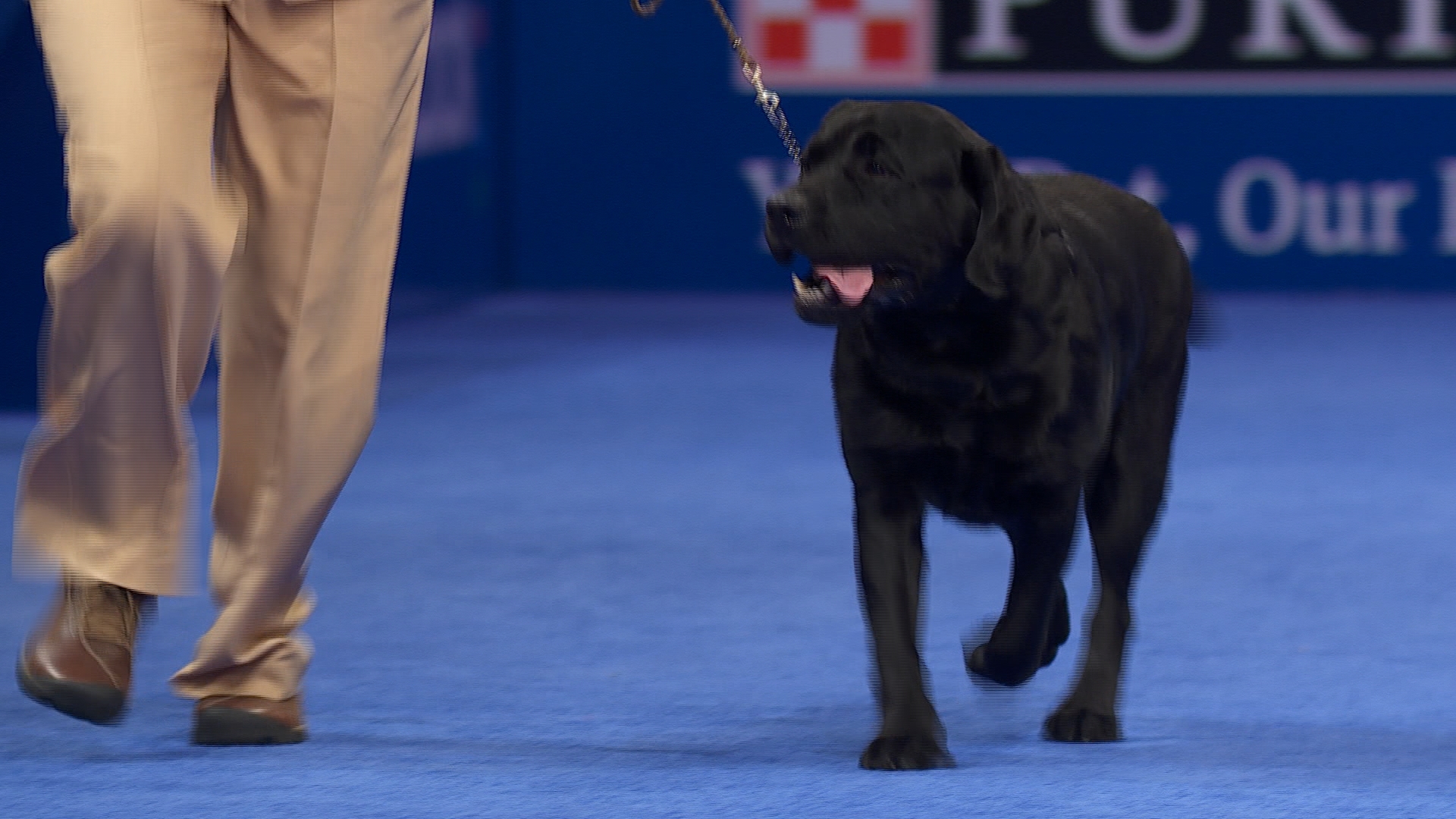Detail Labrador Retriever Picture Nomer 53