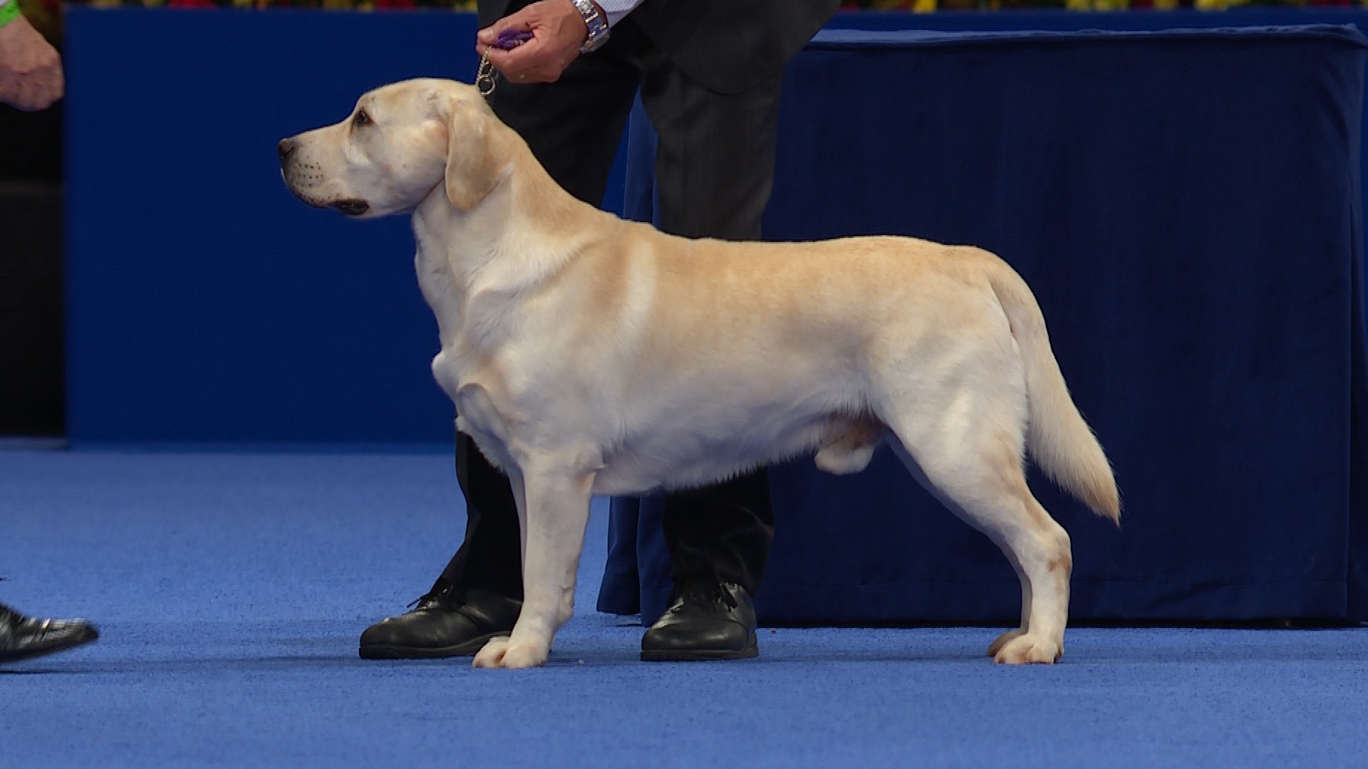 Detail Labrador Retriever Picture Nomer 55