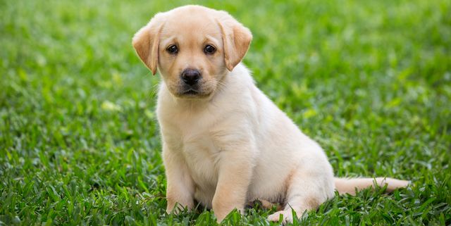 Detail Labrador Retriever Picture Nomer 58