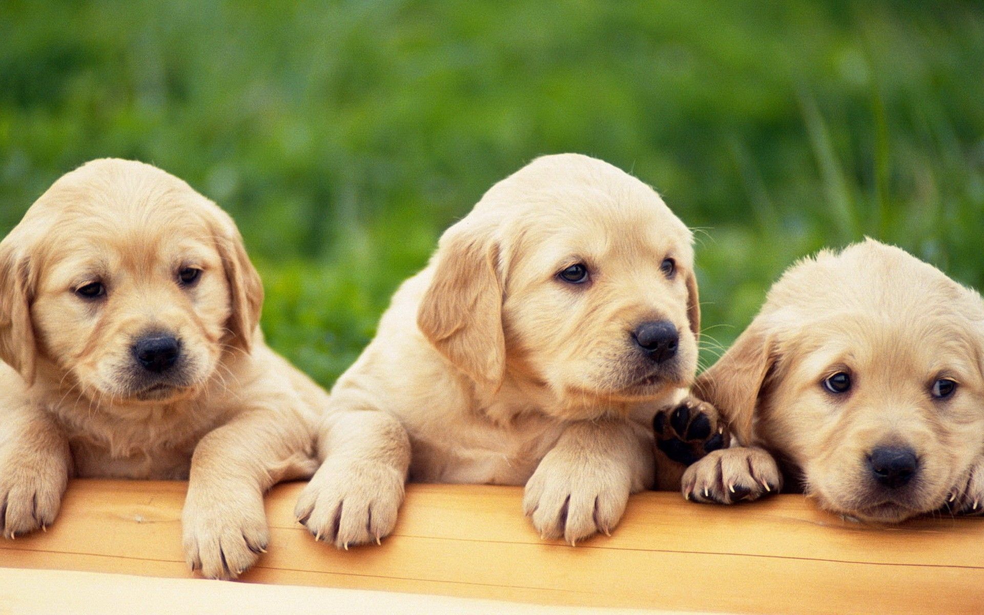 Detail Labrador Retriever Puppy Images Nomer 48