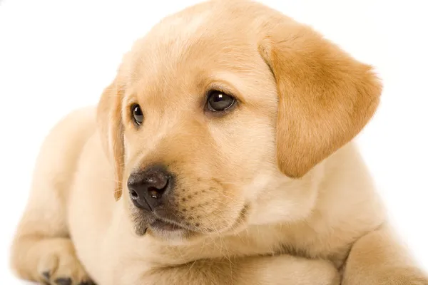 Detail Labrador Retriever Puppy Images Nomer 53