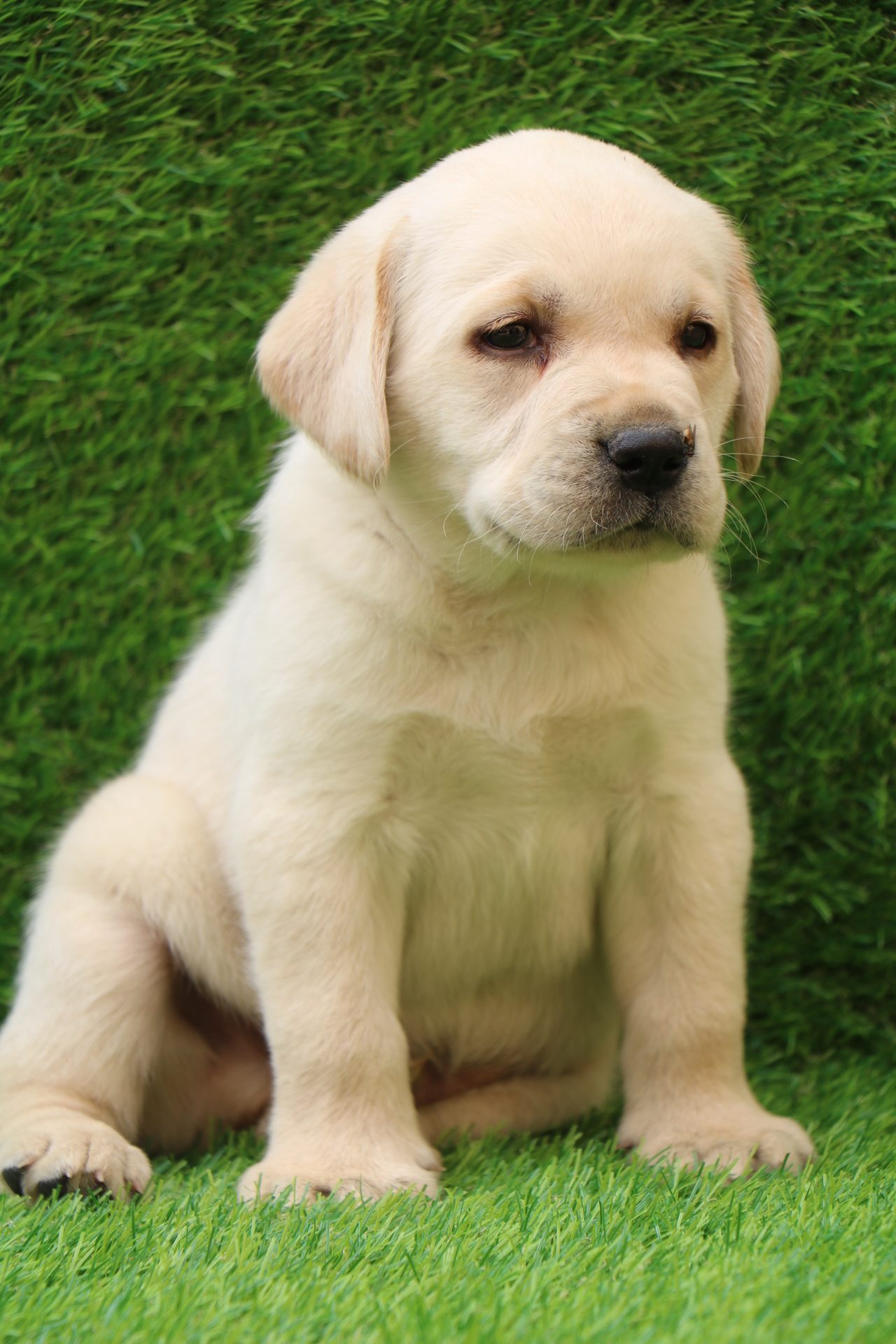 Detail Labrador Retriever Puppy Pics Nomer 26