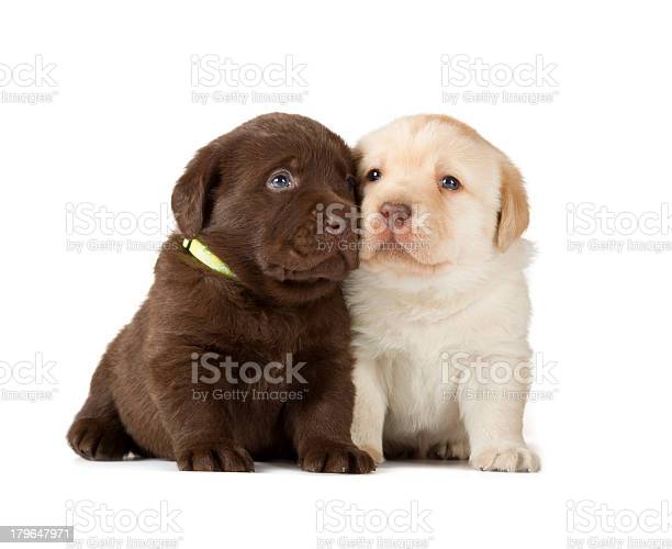 Detail Labrador Retriever Puppy Pics Nomer 37