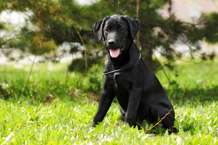 Detail Labrador Retriever Puppy Pics Nomer 50