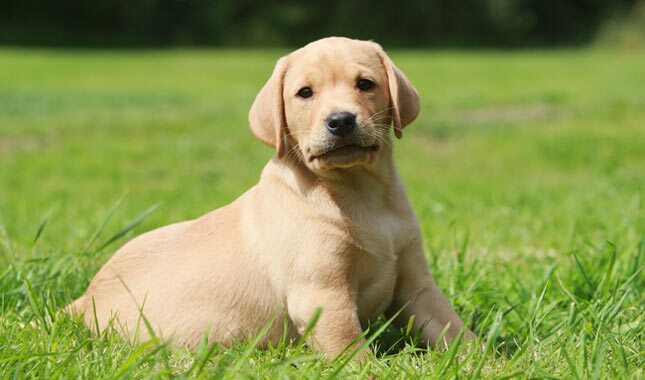 Detail Labrador Retriever Puppy Pics Nomer 56