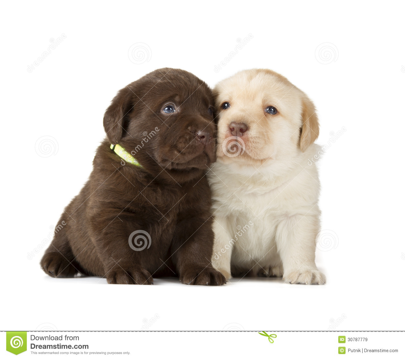 Detail Labrador Retriever Puppy Stock Photo Nomer 2