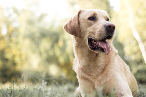 Detail Labrador Retriever Puppy Stock Photo Nomer 12