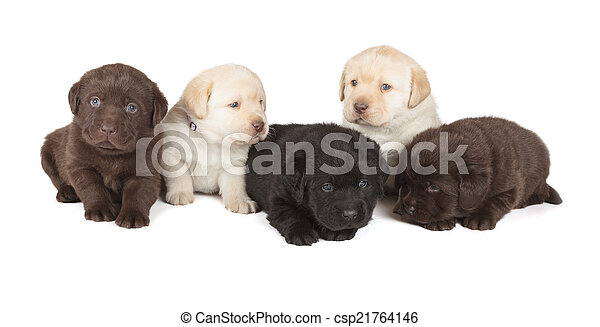 Detail Labrador Retriever Puppy Stock Photo Nomer 18