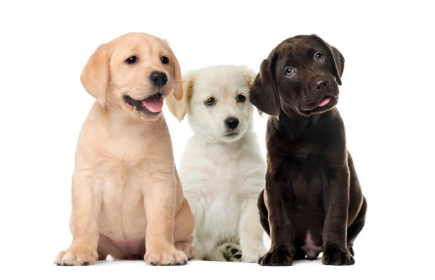 Detail Labrador Retriever Puppy Stock Photo Nomer 3