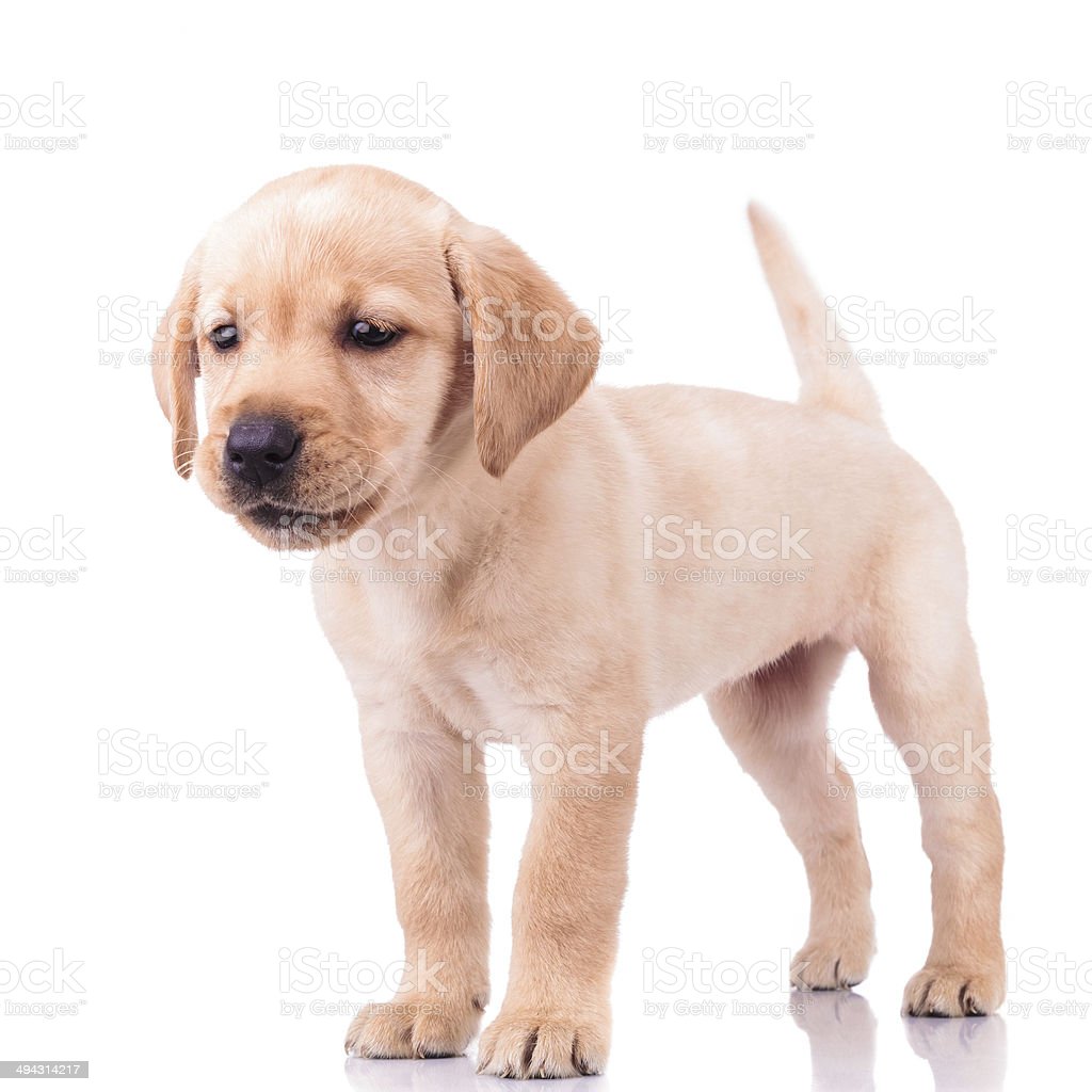 Detail Labrador Retriever Puppy Stock Photo Nomer 33