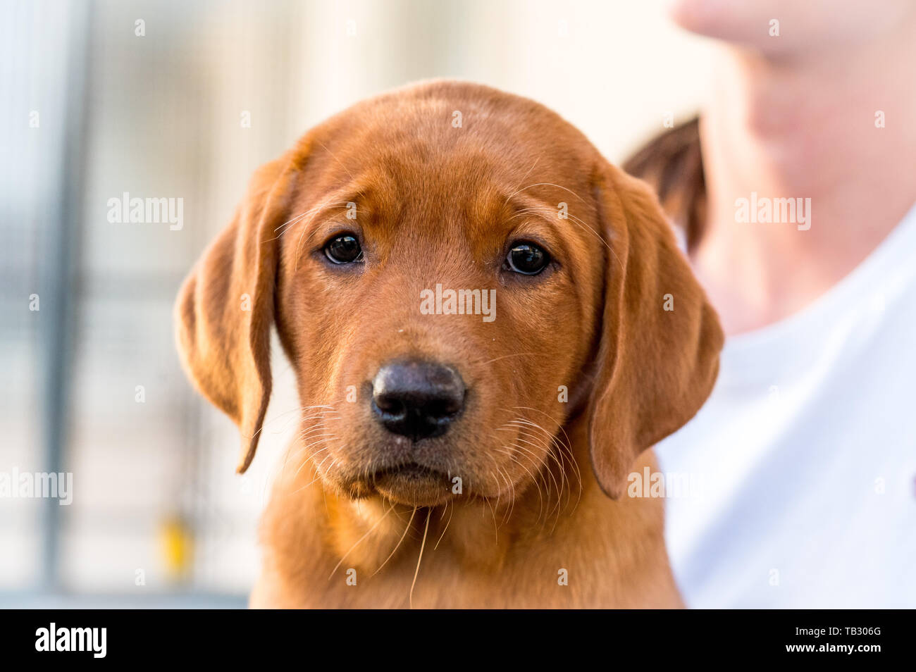 Detail Labrador Retriever Puppy Stock Photo Nomer 34