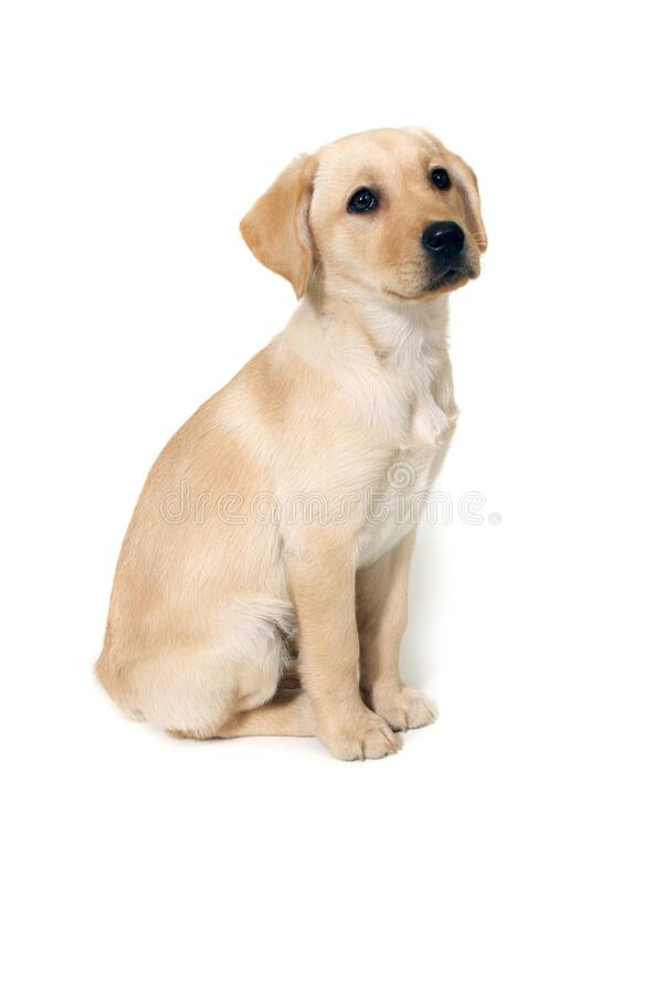 Detail Labrador Retriever Puppy Stock Photo Nomer 38