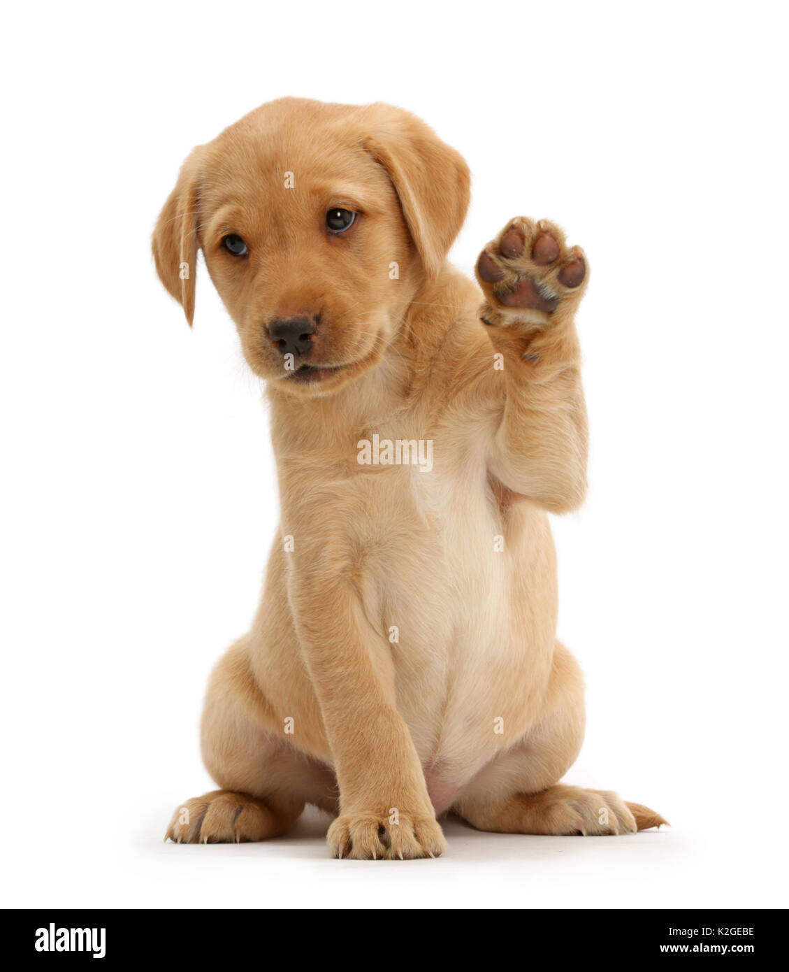 Detail Labrador Retriever Puppy Stock Photo Nomer 40